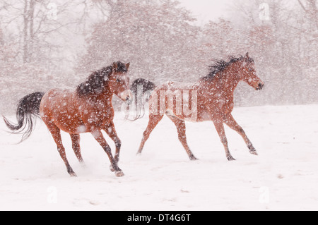 Two Arabian horses running in a blizzard Stock Photo