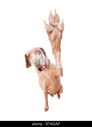Weimaraner dog doing a high five with her paw, focus on eyes, isolated on white Stock Photo