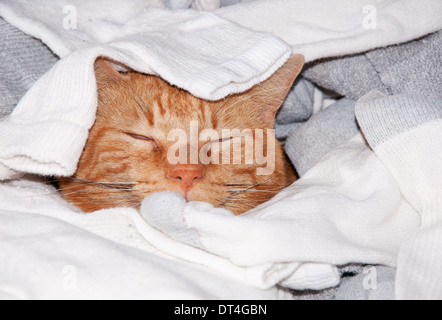 Ginger tabby cat sleeping in clean laundry - kitty heaven Stock Photo