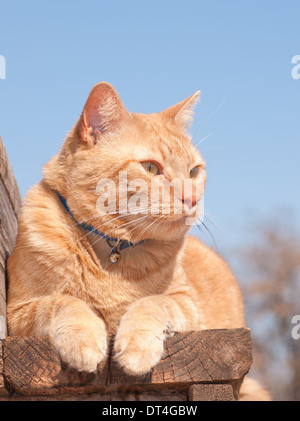 Ginger tabby cat resting on a wooden step, looking to the right of the viewer Stock Photo
