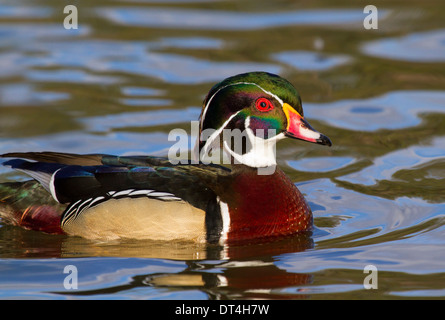 Male wood duck (Aix sponsa) on a lake. Stock Photo