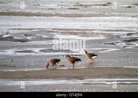 Three pink-footed geese in the tidal fjord at Egilsstadir, Iceland Stock Photo