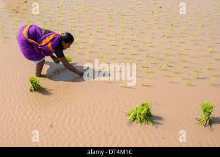 Indian women planting young rice plants in a paddy field. Andhra Pradesh, India Stock Photo