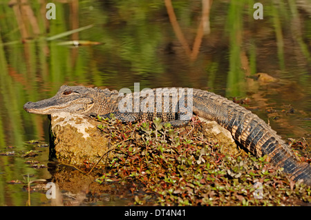 American Alligator, Gator or Common Alligator (Alligator mississippiensis), juvenile, Everglades national park, Florida, USA Stock Photo