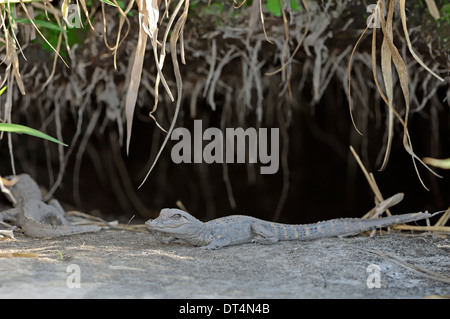 American Alligator, Gator or Common Alligator (Alligator mississippiensis), juvenile at hole, Florida, USA Stock Photo
