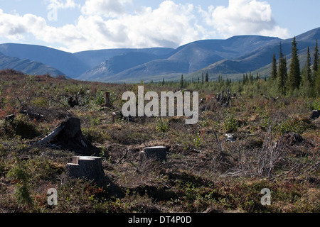 deforestation view with tree stumps on beautiful mountain background Stock Photo