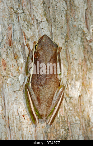 American Green Treefrog (Hyla cinera), Corkscrew Swamp Sanctuary, Florida, USA Stock Photo