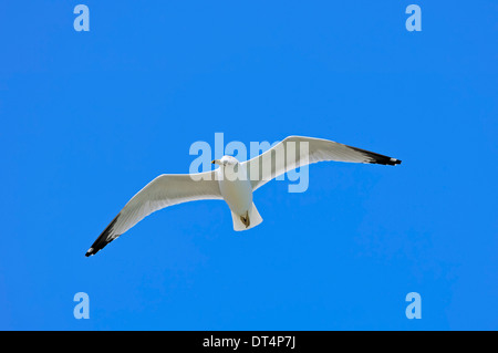 Ring-billed Gull (Larus delawarensis), Sanibel Island, Florida, USA Stock Photo
