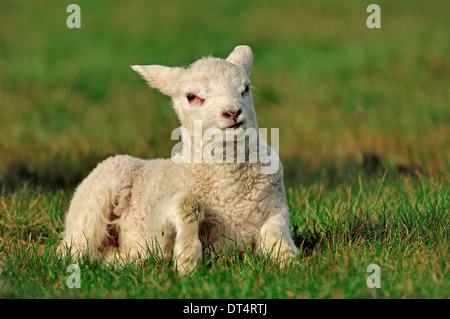 Domestic Sheep, lamb, Netherlands Stock Photo