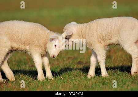 Domestic Sheep, lambs, Netherlands Stock Photo