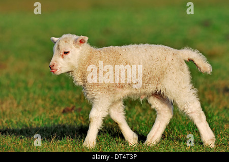 Domestic Sheep, lamb, Netherlands Stock Photo