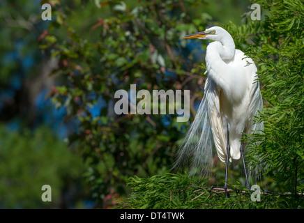 Great Egret perched in a tree in breeding plumage Stock Photo