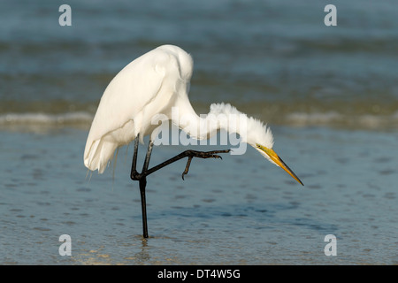 Great Egret scratching in ocean Stock Photo