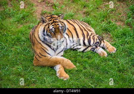 Tiger in natura park of cabarceno, spain Stock Photo