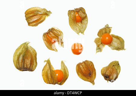 Cape Gooseberry, Peruvian Groundcherry or Peruvian Cherry (Physalis peruviana), fruits Stock Photo