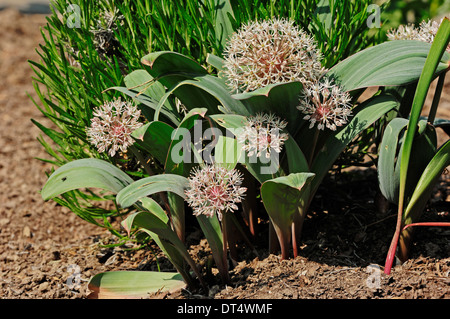 Silver-leaved Allium  or Ornamental Onion (Allium karataviense) Stock Photo