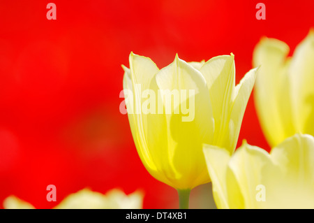 Tulip 'Duc van Tol Primrose' / (Tulipa greigii hybride), Netherlands Stock Photo