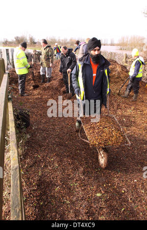 Burrowbridge, Somerset, UK. 9th Feb 2014. Villagers and volunteers from Sikh charity groups shoveling wood chippings into wheelbarrows for volunteers to stabilise the only footpath that links the two halves of the village the path runs alongside the swollen River Parrett. Stock Photo