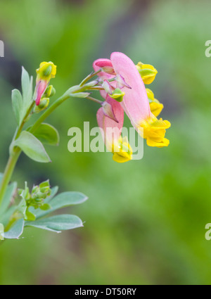 Beautiful garden flowers in June Stock Photo