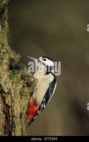 GREAT SPOTTED WOODPECKER (Dendrocopos major) adult female River Brock Forest of Bowland Lancashire UK