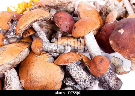 Collection of delicious edible mushrooms from russian forest Stock Photo