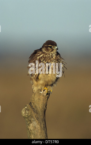 MERLIN (Falco columbarius) adult female Marshside Marsh Southport Merseyside UK Stock Photo