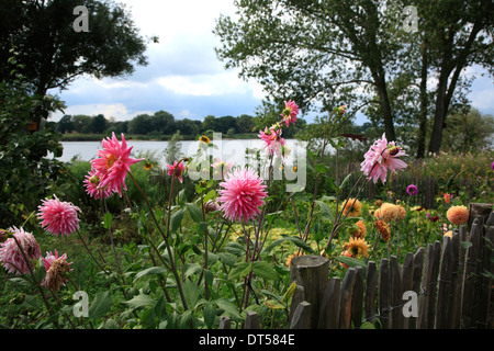 Blooming asters at Rueterberg near Doemitz, Elbe river cycle route, Mecklenburg Western Pomerania, Germany, Europe Stock Photo