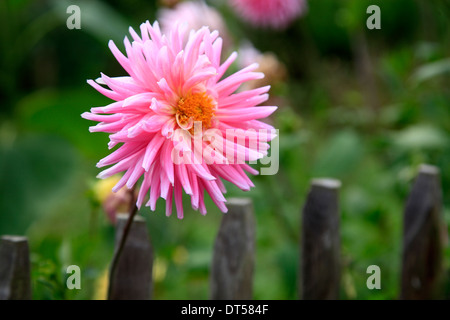 Blooming asters at Rueterberg near Doemitz, Elbe river cycle route, Mecklenburg Western Pomerania, Germany, Europe Stock Photo