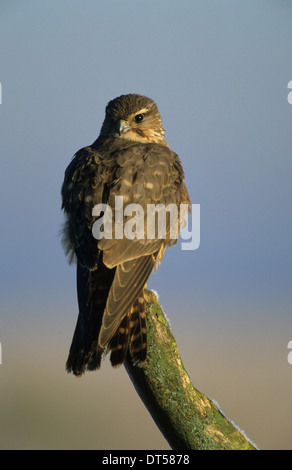 MERLIN (Falco columbarius) adult female Marshside Marsh Southport Merseyside UK Stock Photo