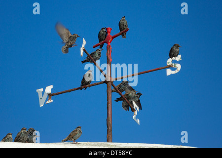 Starlings on a weather vane at Seahouses in Northumberland Stock Photo
