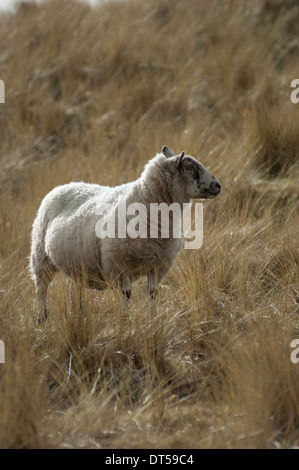 A lone sheep in the dunes at Drigg enjoying some late afternoon rays. Stock Photo