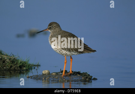 COMMON REDSHANK (Tringa totanus) adult Marshside Marsh Southport Merseyside UK Stock Photo