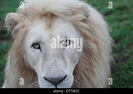 Male white lion in a game reserve Stock Photo