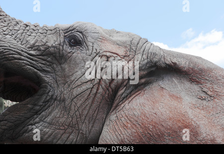 Elephant raising its head to the sky with its mouth open