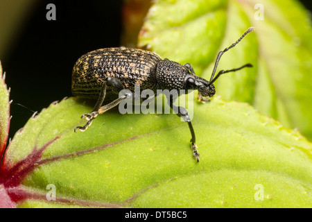 Black Vine Weevil, Otiorhynchus sulcatus, on a leaf of Fuchsia 'Genii' in a Plymouth garden Stock Photo