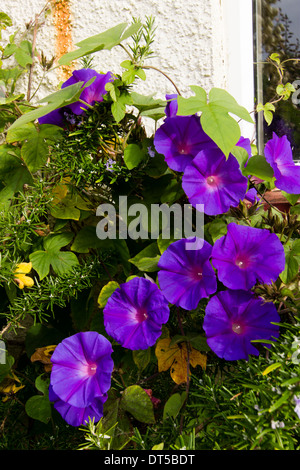 Perennial morning glory, Ipomea indica Stock Photo