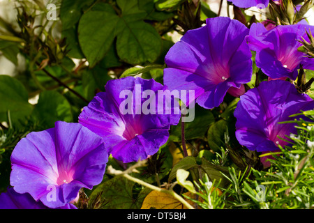 Perennial morning glory, Ipomea indica Stock Photo