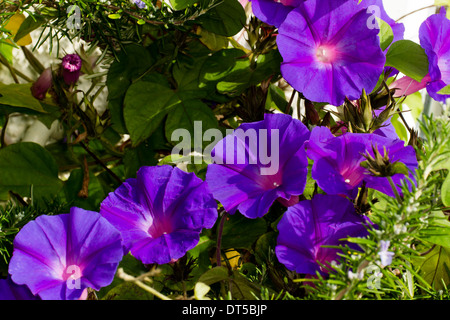 Perennial morning glory, Ipomea indica Stock Photo