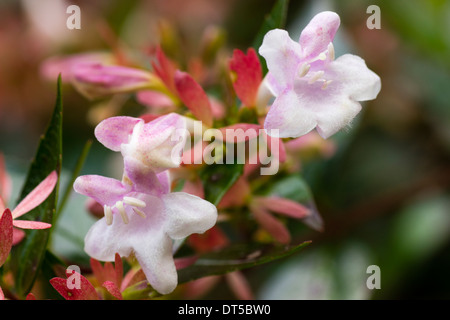 Close up of flowers of Abelia x grandiflora 'Edward Goucher' Stock Photo