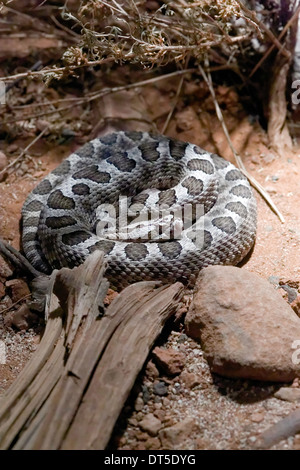 Desert Massasauga Rattlesnake (Sistrurus catenatus edwardsi) Stock Photo