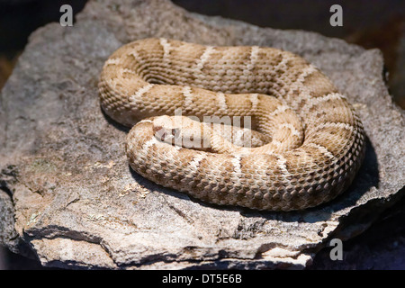 New Mexico Ridge-Nose Rattlesnake (Crotalus willardi obscurus), Extreme Southwest New Mexico. Federally Protected Stock Photo