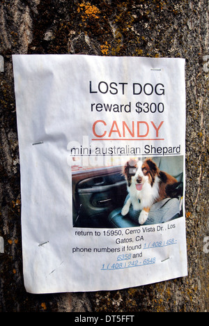 sign posted on tree offering a $300 reward for a lost mini australian shepard dog Stock Photo
