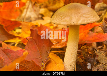 Amanita ceciliae, beige mushroom growing among fallen maple leaves, Algonquin Provincial Park, Ontario Stock Photo
