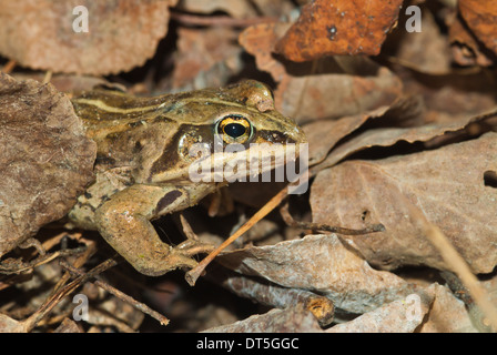 Wood frog, Rana sylvatica, hiding among decaying leaves, Elk Island National Park, Alberta, in the early spring Stock Photo