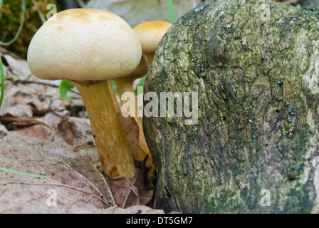 Sulphur tuft mushrooms, Hypholoma fasciculare, growing near a decaying log, Frontenac Provincial Park, Ontario Stock Photo
