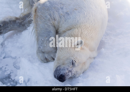 Female polar bear with head on the snow and ice resting Stock Photo