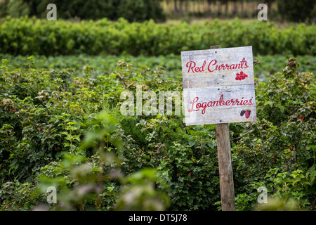 Berry signs on farm in Tasmania Stock Photo - Alamy