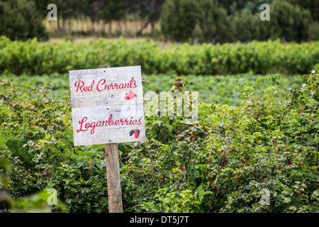 Berry signs on farm in Tasmania Stock Photo - Alamy