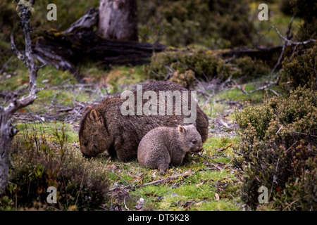Mother and baby wombat foraging at Cradle Mountain in Tasmania, Australia Stock Photo