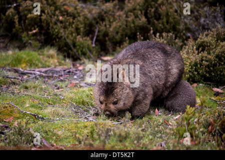 Mother and baby wombat foraging at Cradle Mountain in Tasmania, Australia Stock Photo